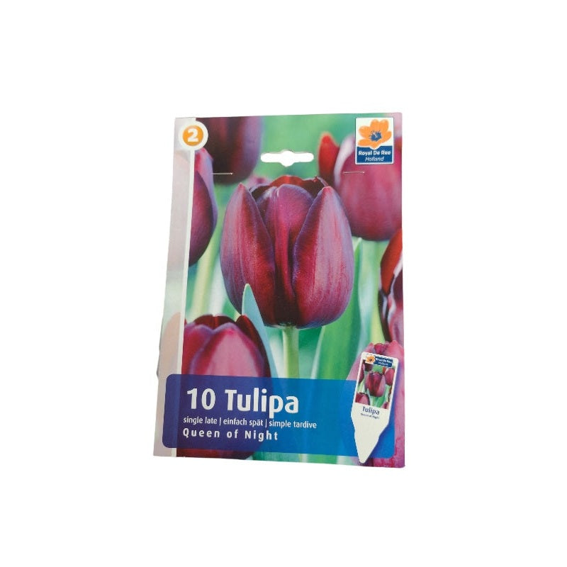 Tulipanløg TULIPA SINGLE LATE Queen Of Night til haven.