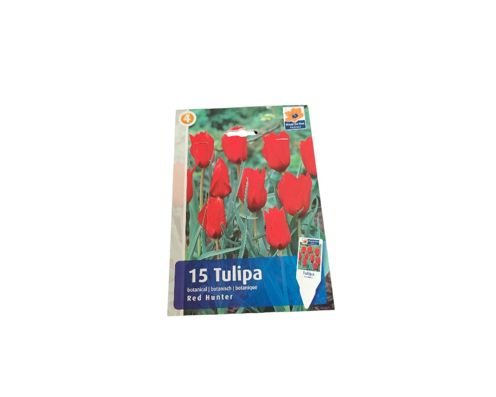 Tulipanløg TULIPA BOTANICAL/ROCKGARDEN Red Hunter til haven.