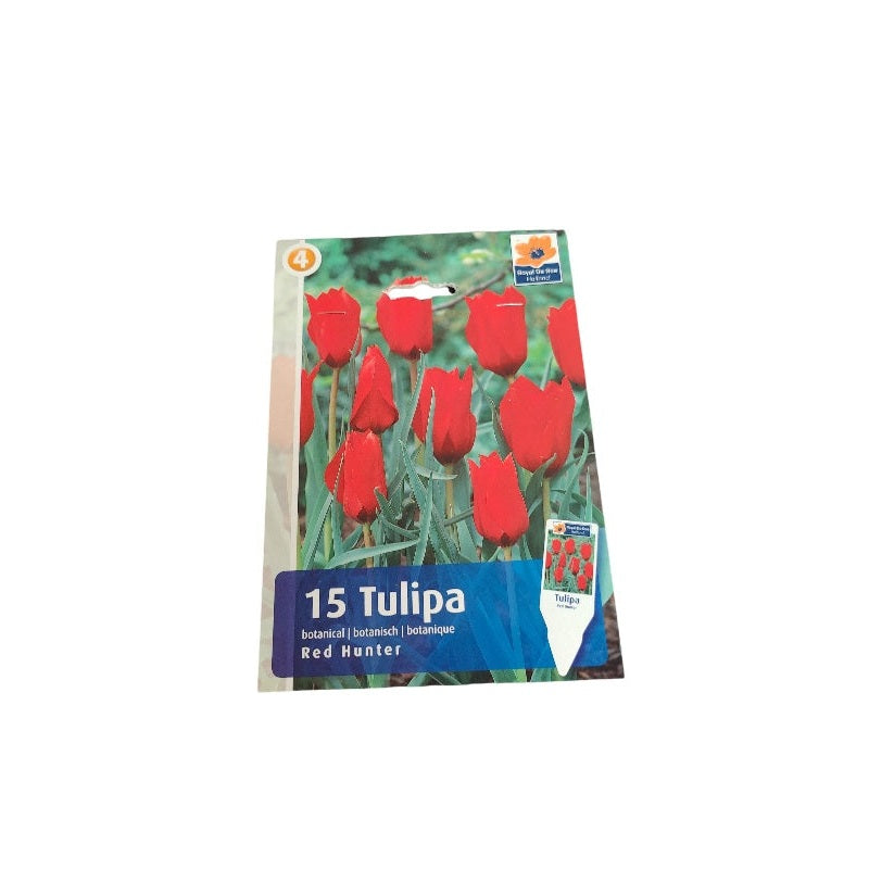 Tulipanløg TULIPA BOTANICAL/ROCKGARDEN Red Hunter til haven.