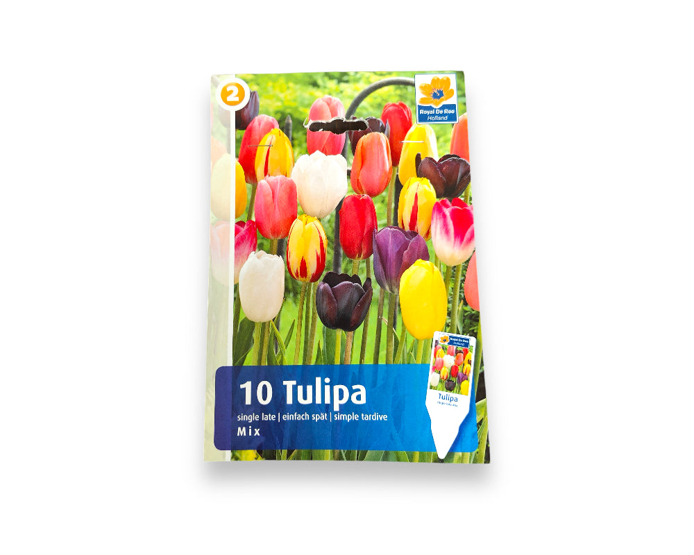 Tulipanløg TULIPA Single Late Mix til haveplantning.