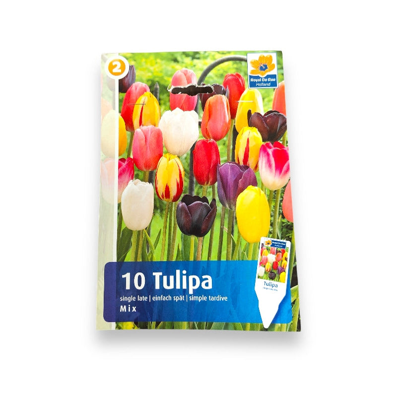 Tulipanløg TULIPA Single Late Mix til haveplantning.