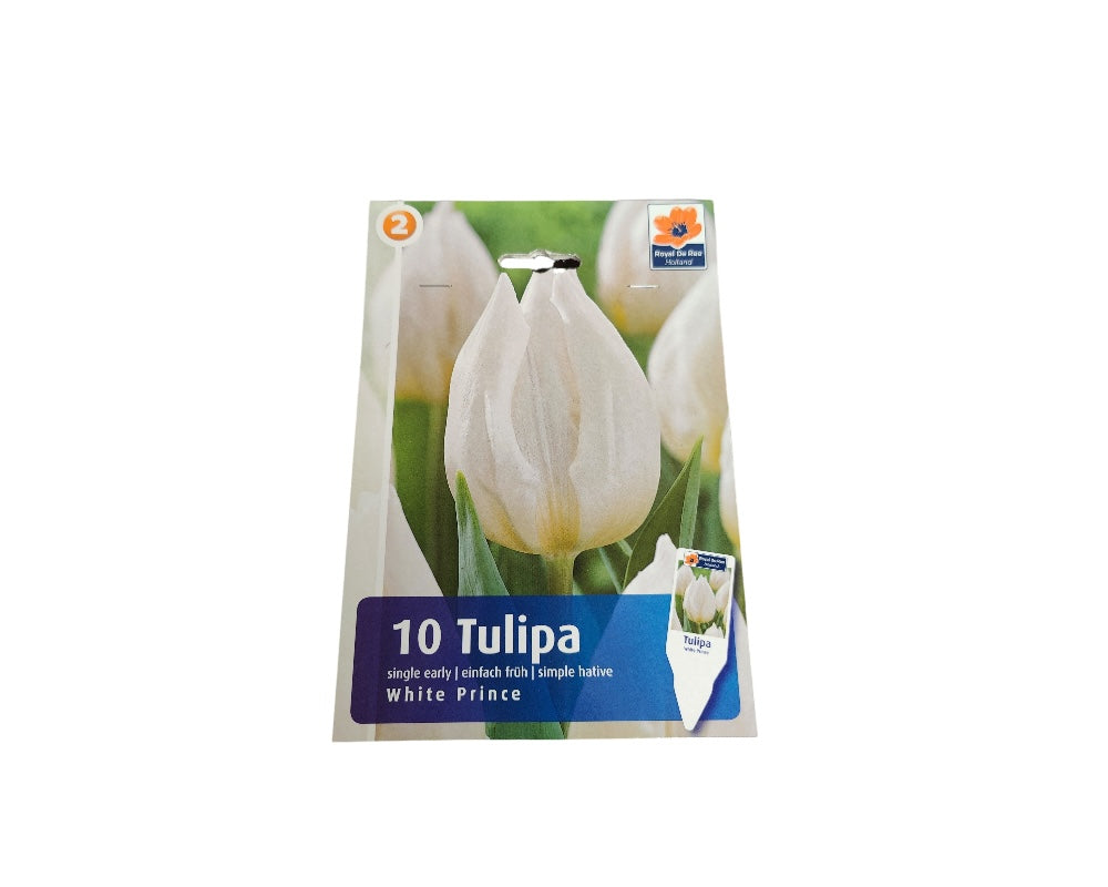Tulipanløg, TULIPA SINGLE EARLY White Prince 11/12, blomsterløg til haven.