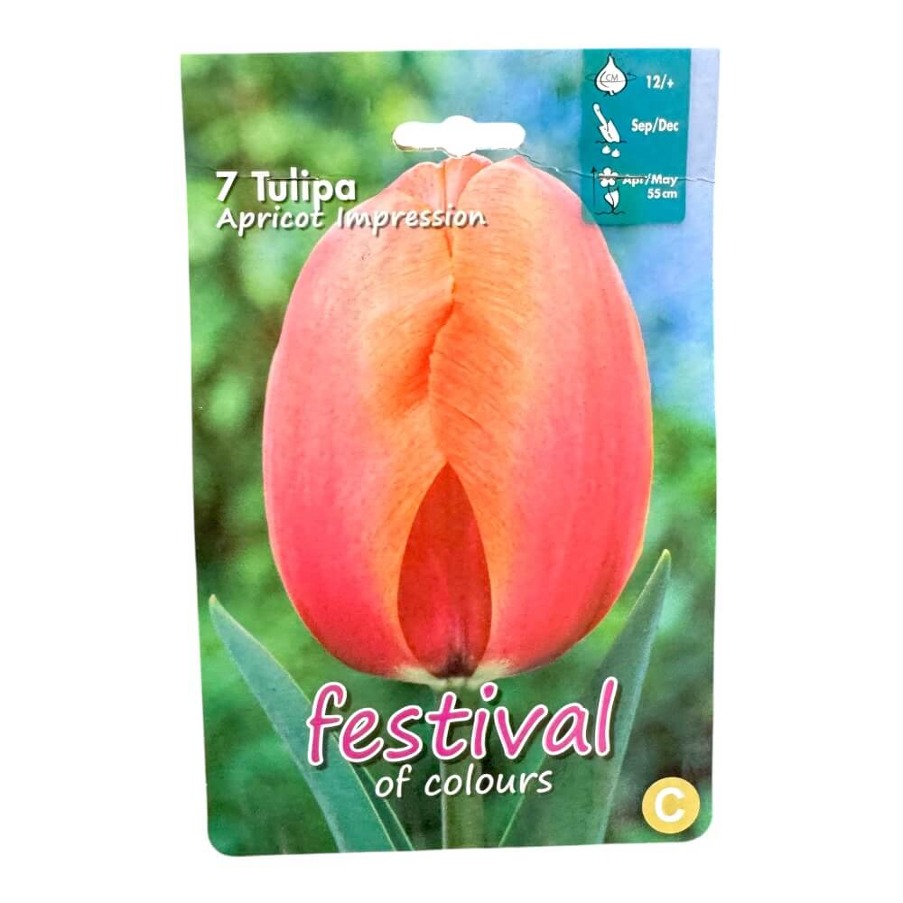 Tulipanløg, Tulips ´Apricot Impression´ - 7 stk.
