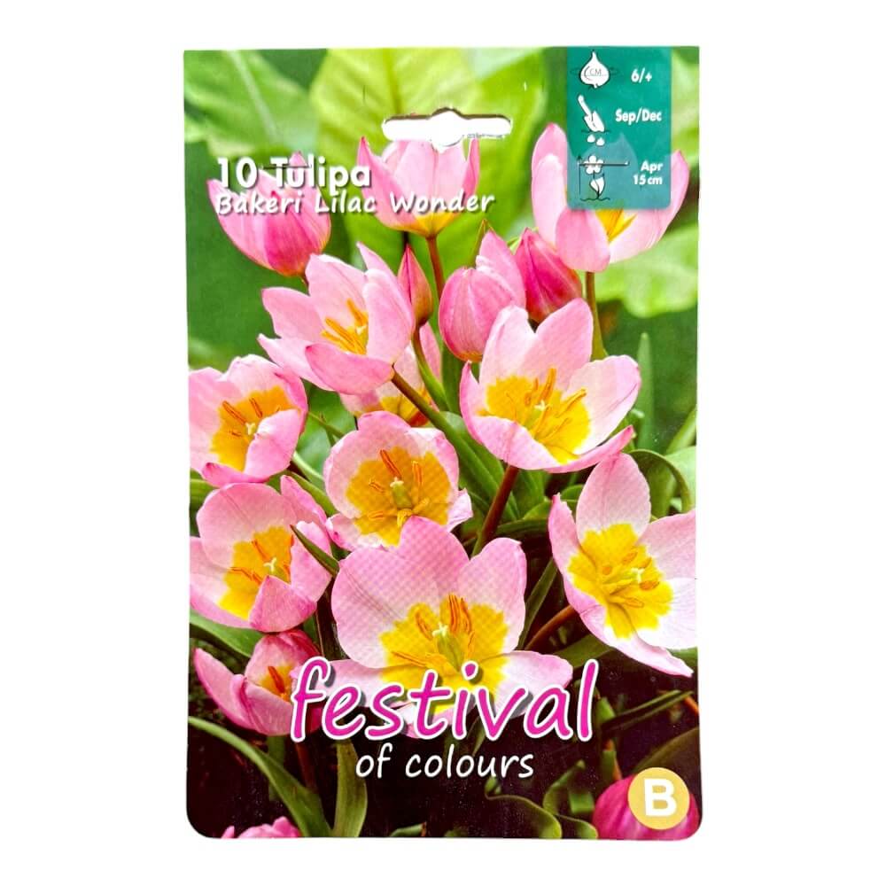 Tulipanløg, Tulips ´Bakeri Lilac Wonder´ - 10 stk.