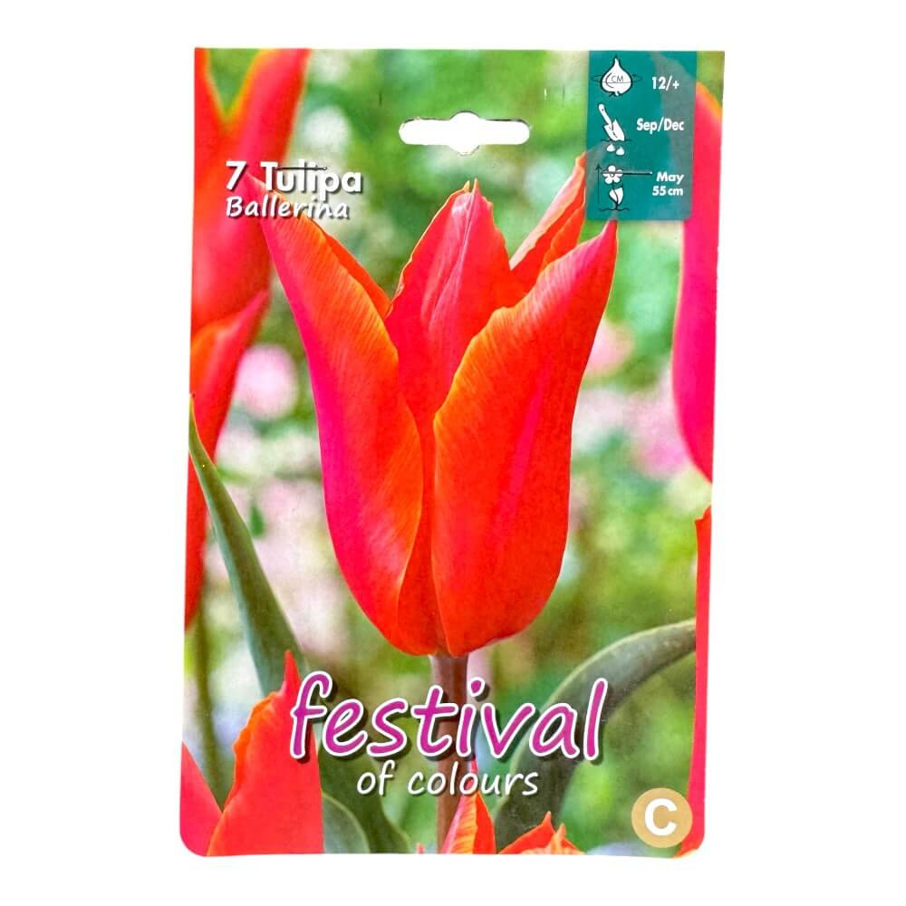 Tulipanløg, Tulips ´Ballerina´ - 7 stk.