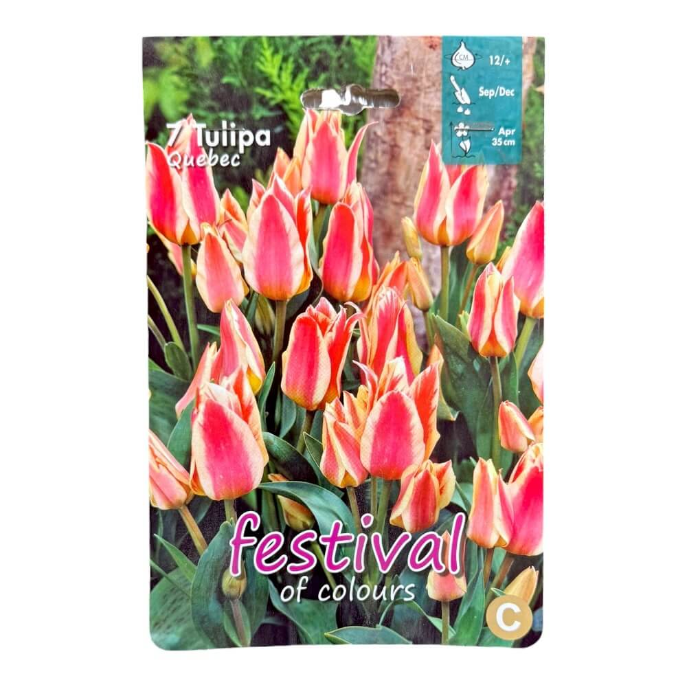 Tulipanløg, Tulips ´Quebec´ - 7 stk.