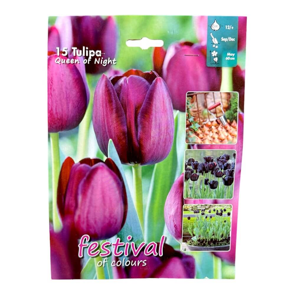 Tulipanløg, Tulips ´Queen of Night´ - 15 stk.