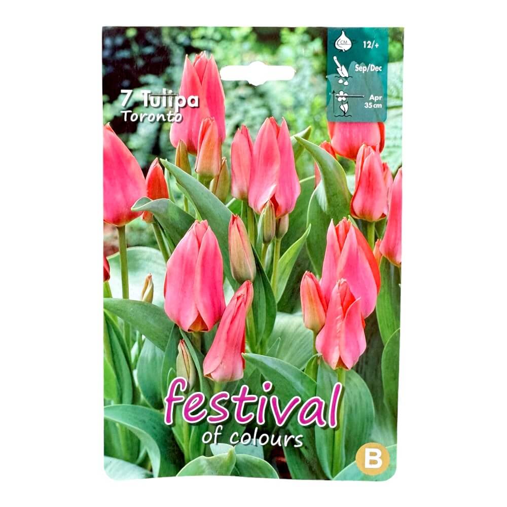 Tulipanløg, Tulips ´Toronto´ - 7 stk.