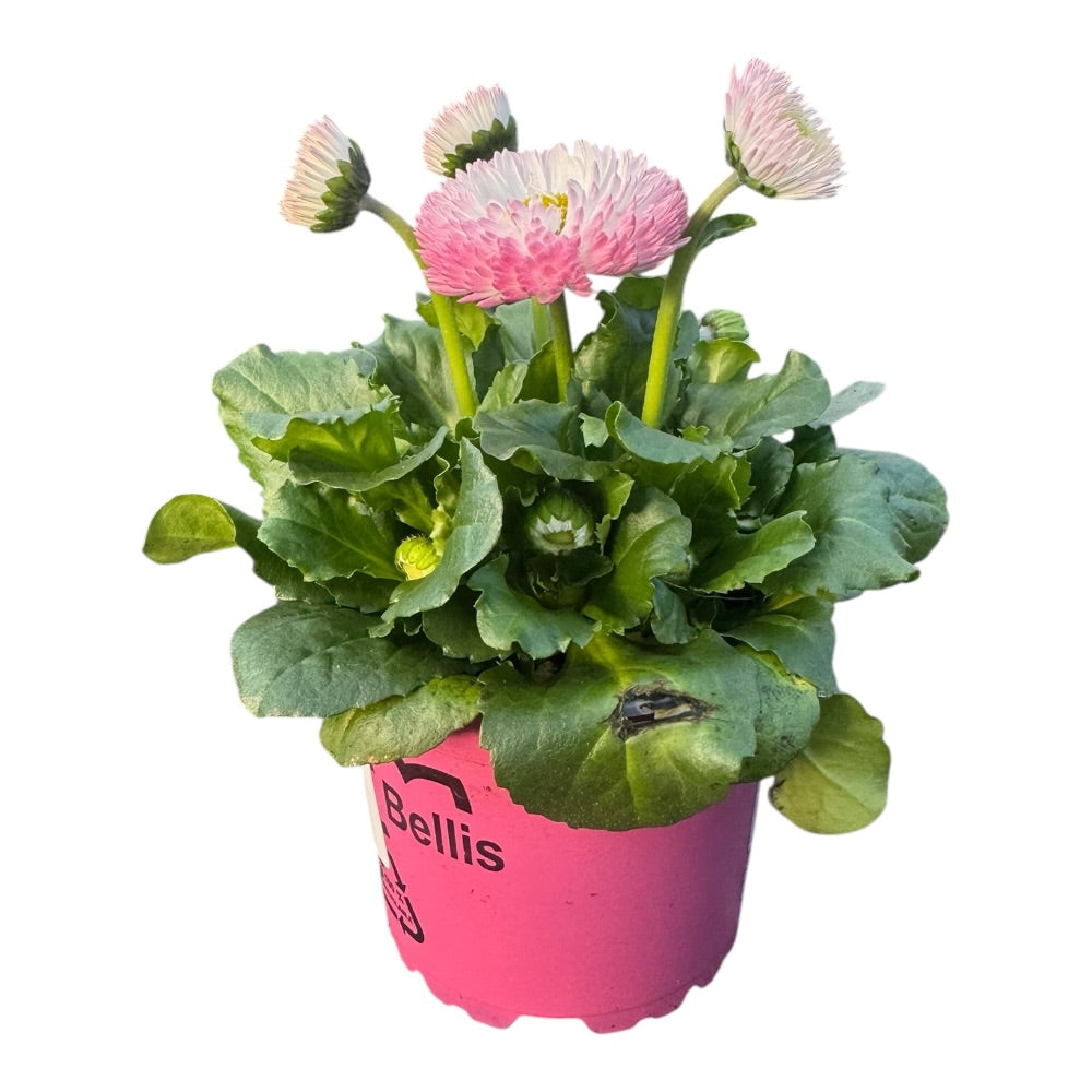Tusindfryd, bellis perennis, Pink - 10,5 cm potte