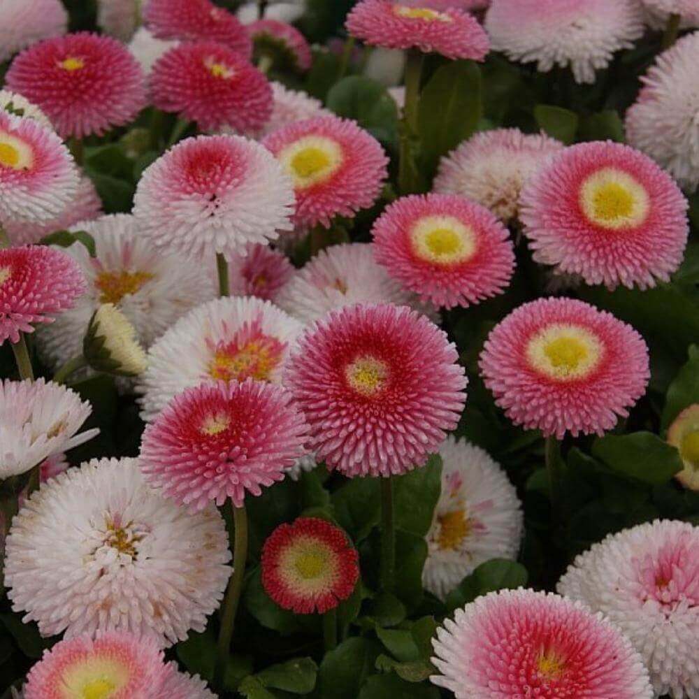 Tusindfryd 'Planet Strawberry and Cream' til haven