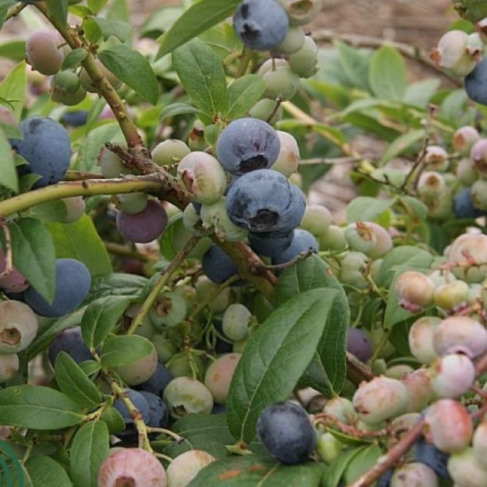 Blåbær, Vaccinium Darrow