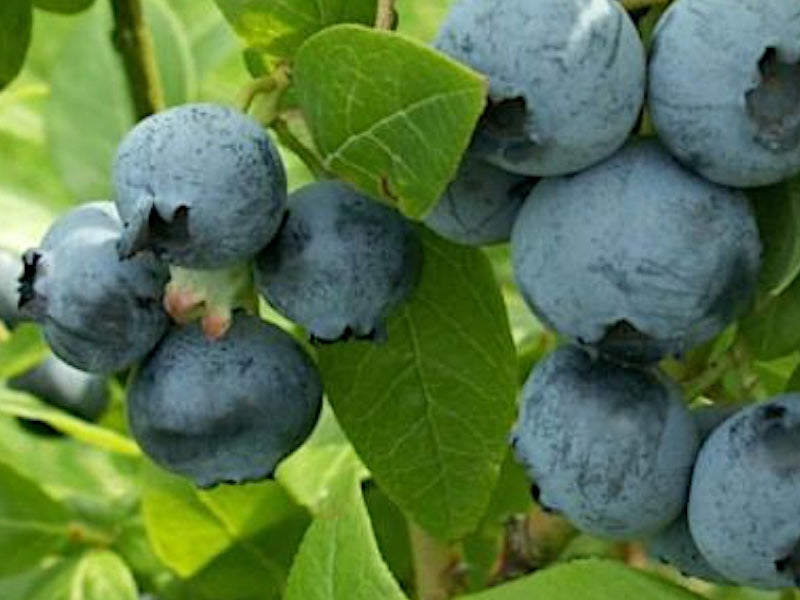 Blåbær, Vaccinium Goldtraube - 5 L Potte