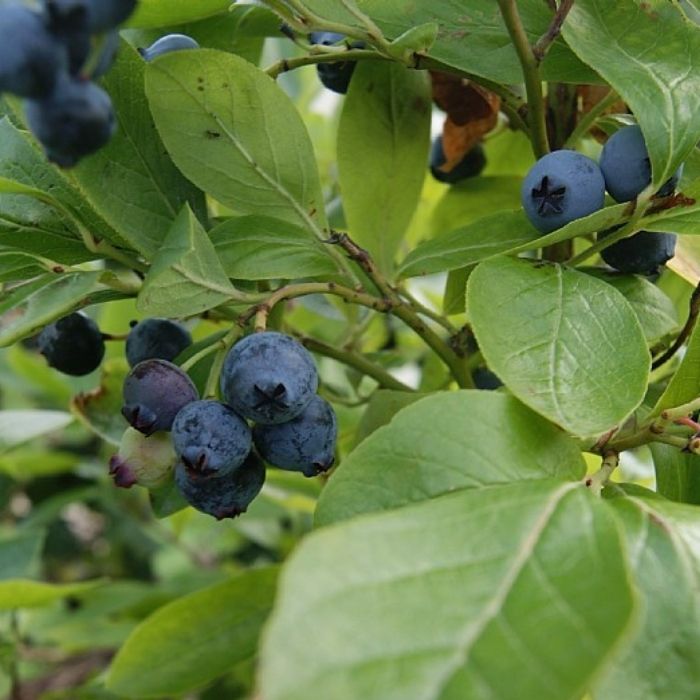 Blåbær, Vaccinium Goldtraube - store, mørkeblå bær