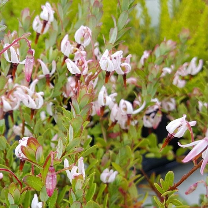Storfrugtet Tranebær, Vaccinium macrocarpon 'Big Pearl' - 1l potte