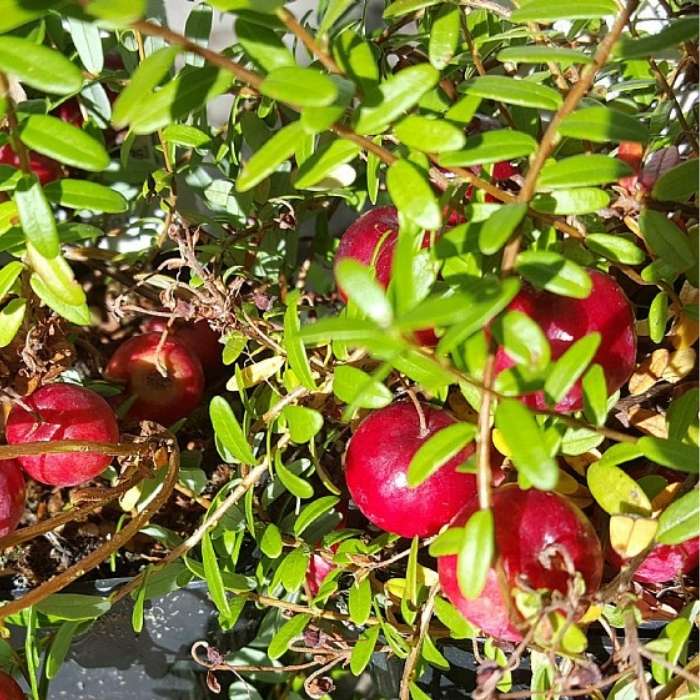 Storfrugtet Tranebær, Vaccinium macrocarpon 'Big Pearl' - 1l potte