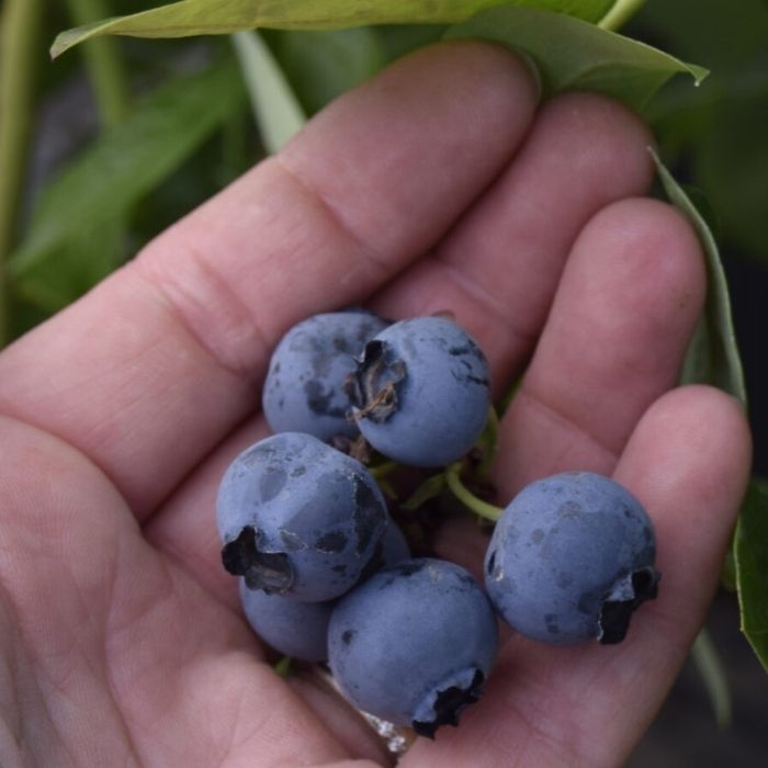 Blåbær, Vaccinium Oskar - meget rigtbærende sort