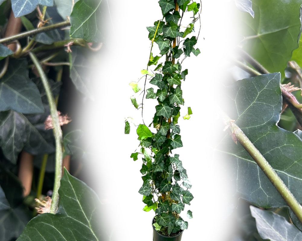 Efeu Storbladet, Hedera hibernica Hestor plante.