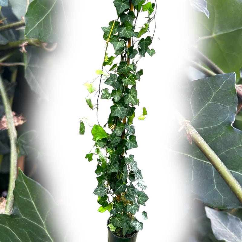 Efeu Storbladet, Hedera hibernica Hestor plante.