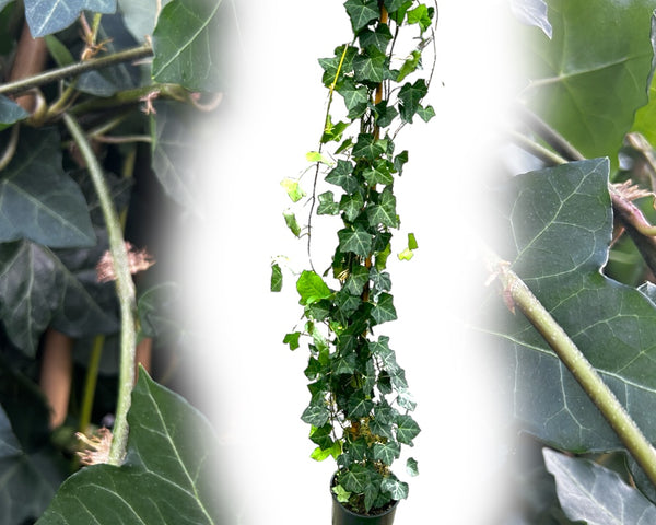 Hedera hibernica Hestor