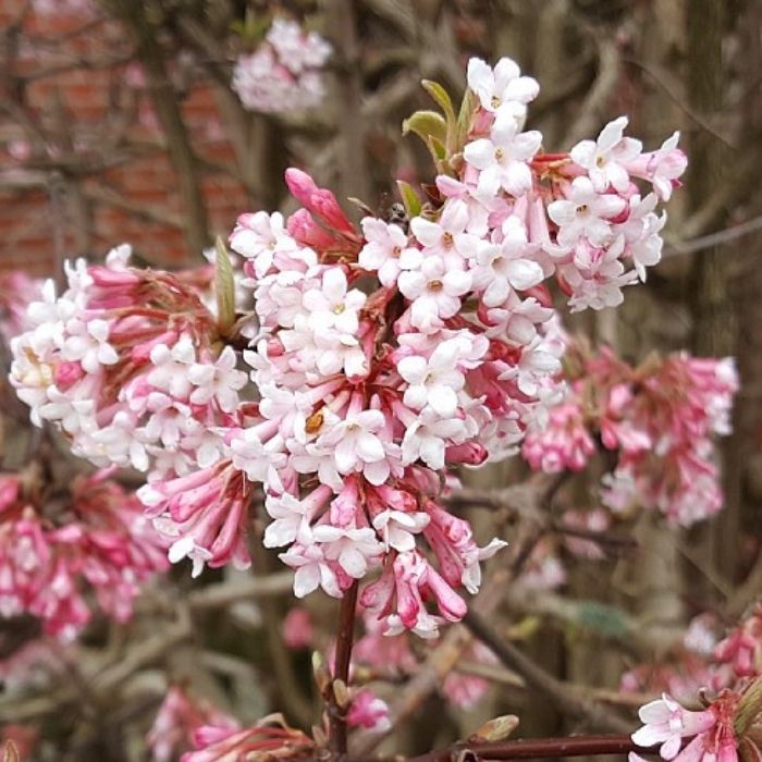 Kejserbusk, Viburnum Bodnantense ´Dawn´ - 5 L Potte