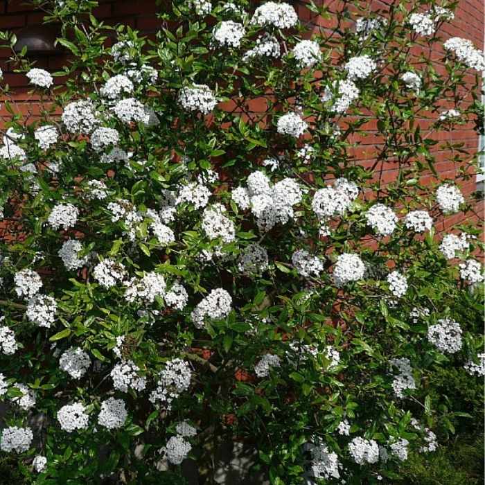 Duftsnebolle, Viburnum burkwoodii i 6,5L potte - h60-80 cm busk