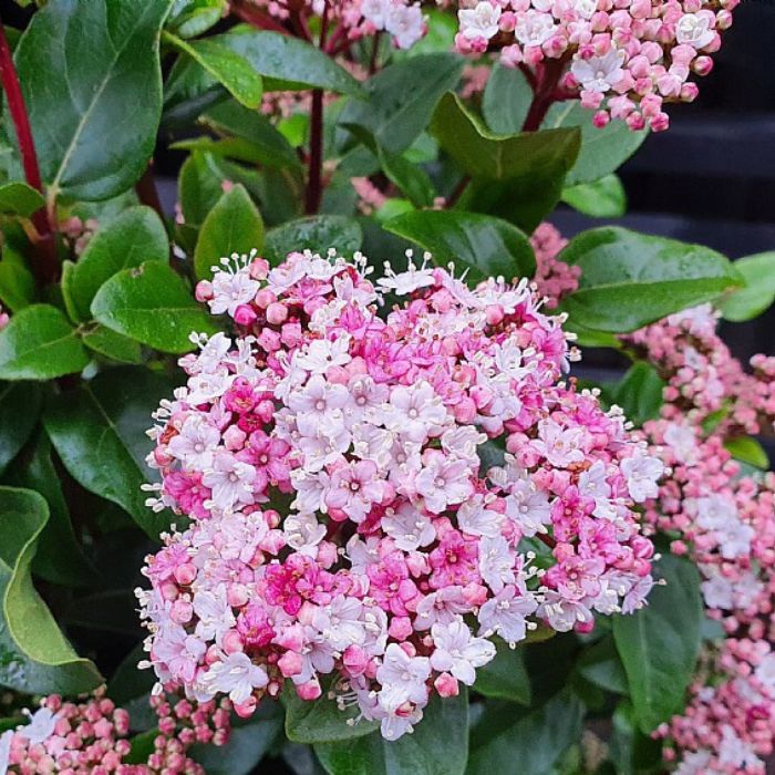 Vinter Snebolle, Viburnum tinus 'Lisa Rose' - 5l potte