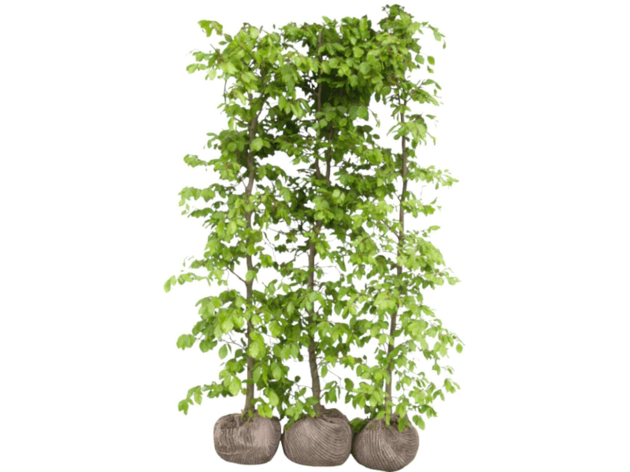 FAGUS SYLVATICA - VILLAHÆK 140-160cm
