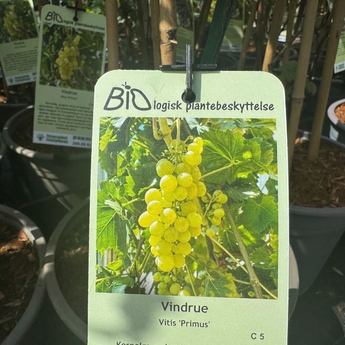 Vindrue, Vitis Primus - 5 L Potte