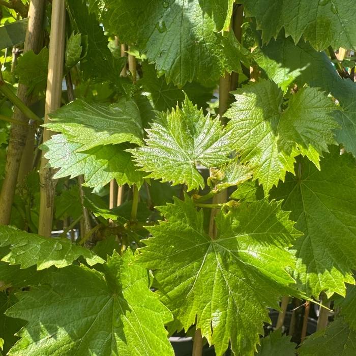Vindrue, Vitis Primus - 5 L Potte