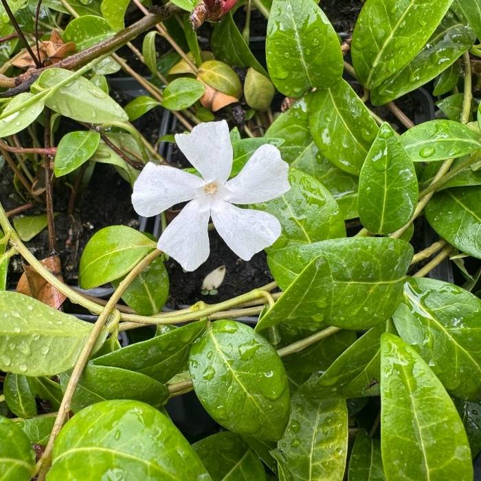 Vinca minor 'Alba'