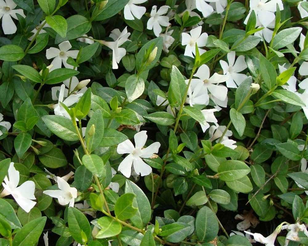 Vintergrøn, Vinca Minor 'Alba'