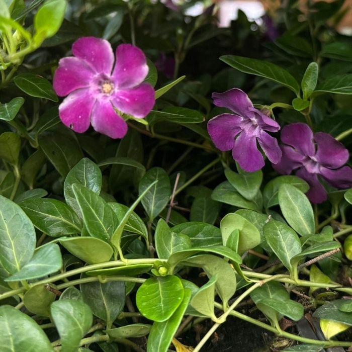 Vintergrøn, Vinca minor 'Rubra' 
