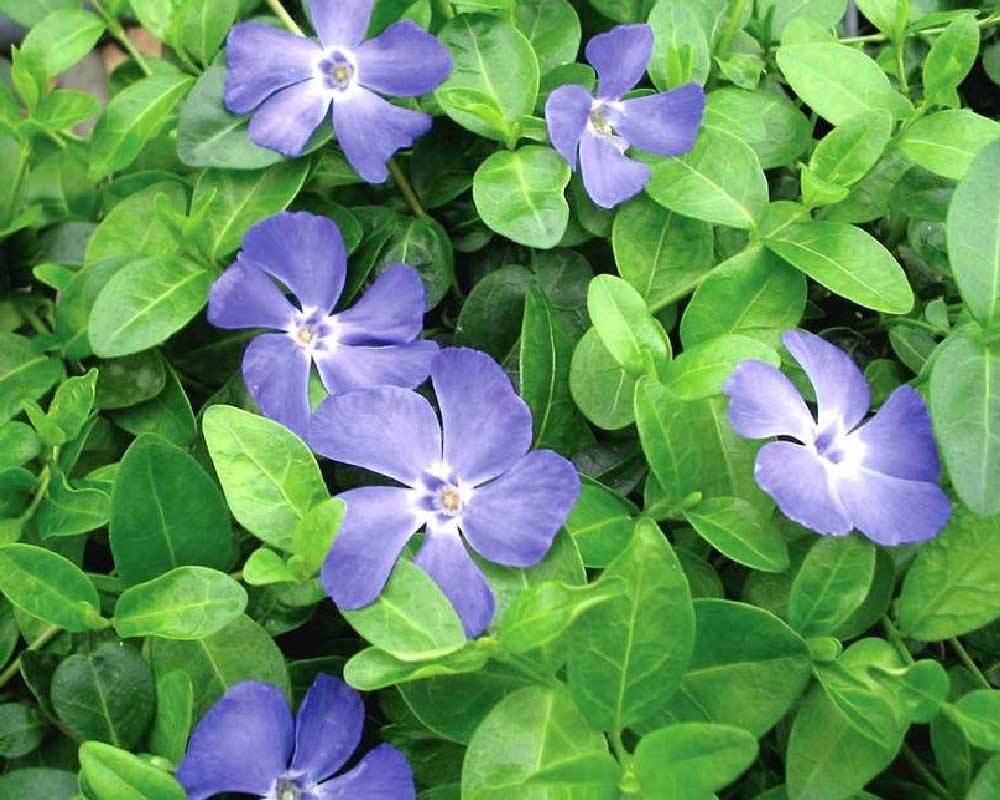 Vintergrøn, Vinca Minor - 0,5 liter potte