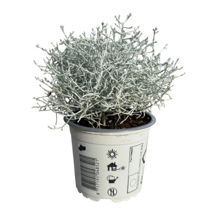 Vindheks, Calocephalus brownii - 10,5 cm