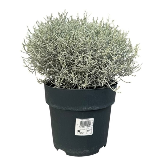 Vindheks, Calocephalus brownii - 19 cm potte
