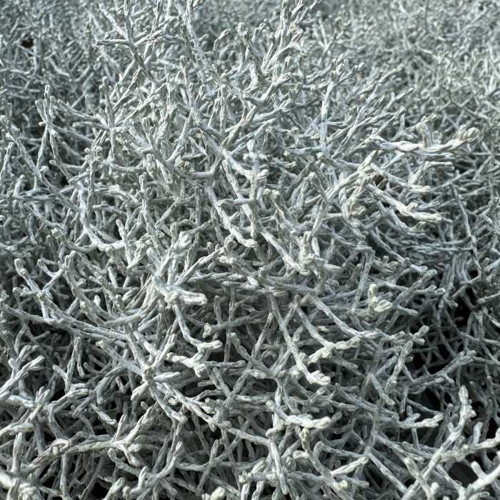 Vindheks, Calocephalus brownii