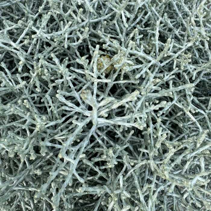 Vindheks, Calocephalus brownii 
