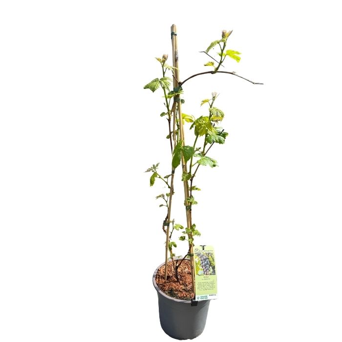 Vindrue, vitis 'Blå Pärldruva' – 5 liter potte