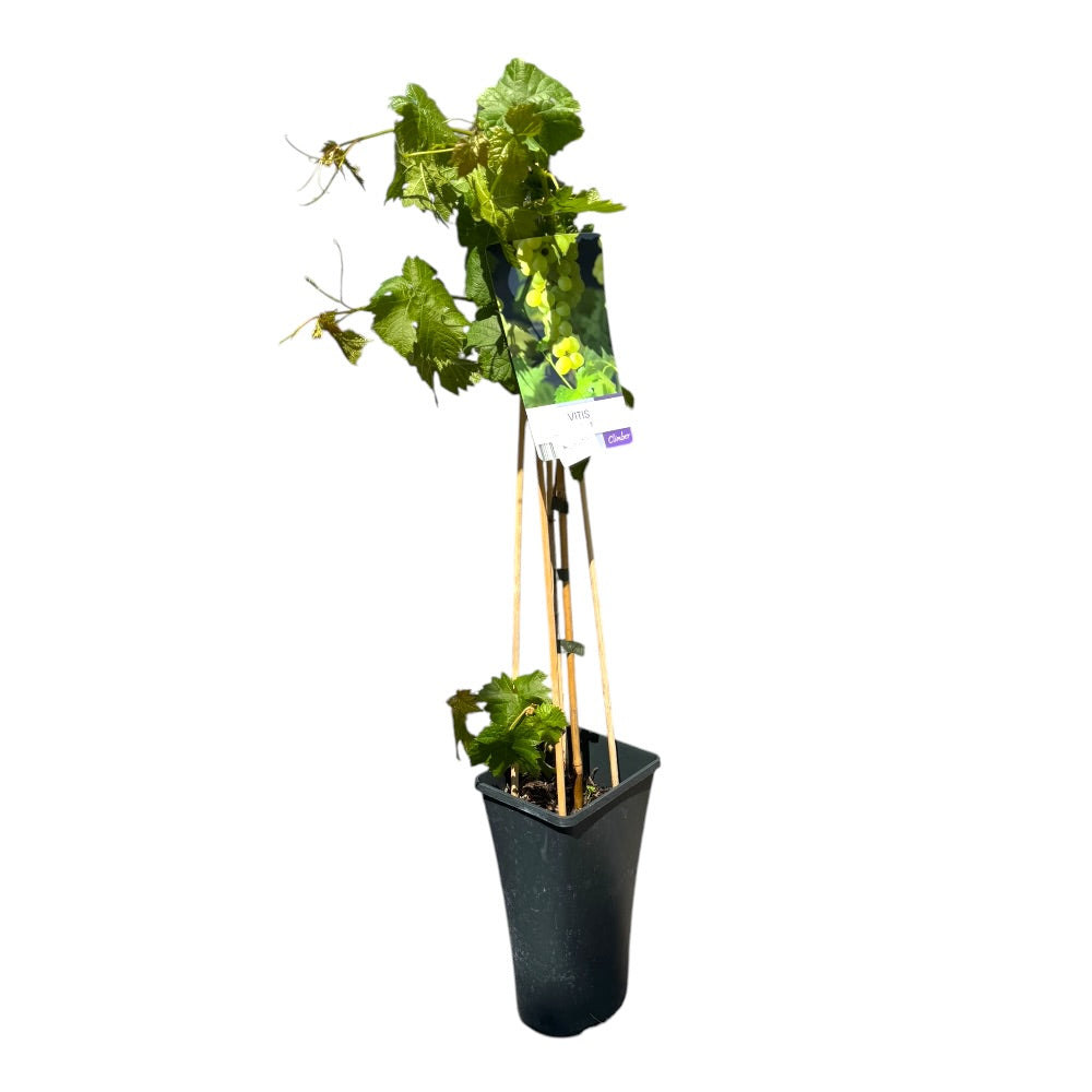 Vindrue, Vitis 'Himrod' - 3l potte - kerneløs