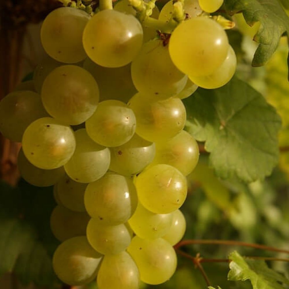 Vinplante, VITIS i 5L potte med grønne druer