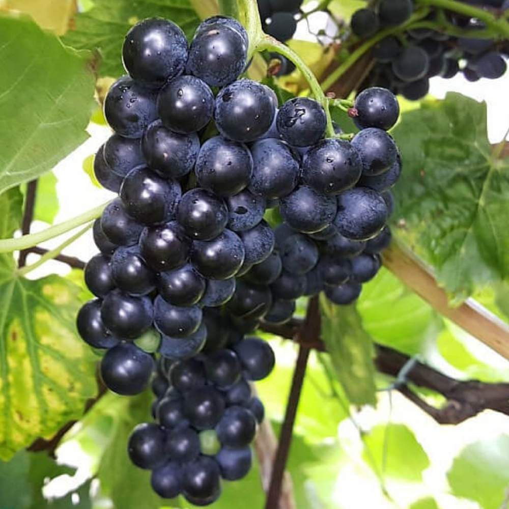 Vinplante, Vitis Schuyler - 5 L Potte