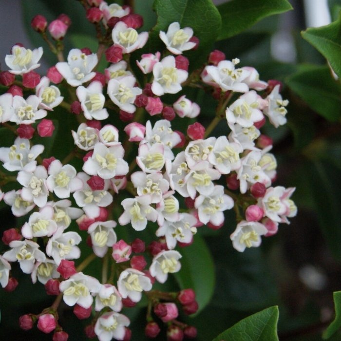 Vinter snebolle, Viburnum tinus 'Gwenllian'