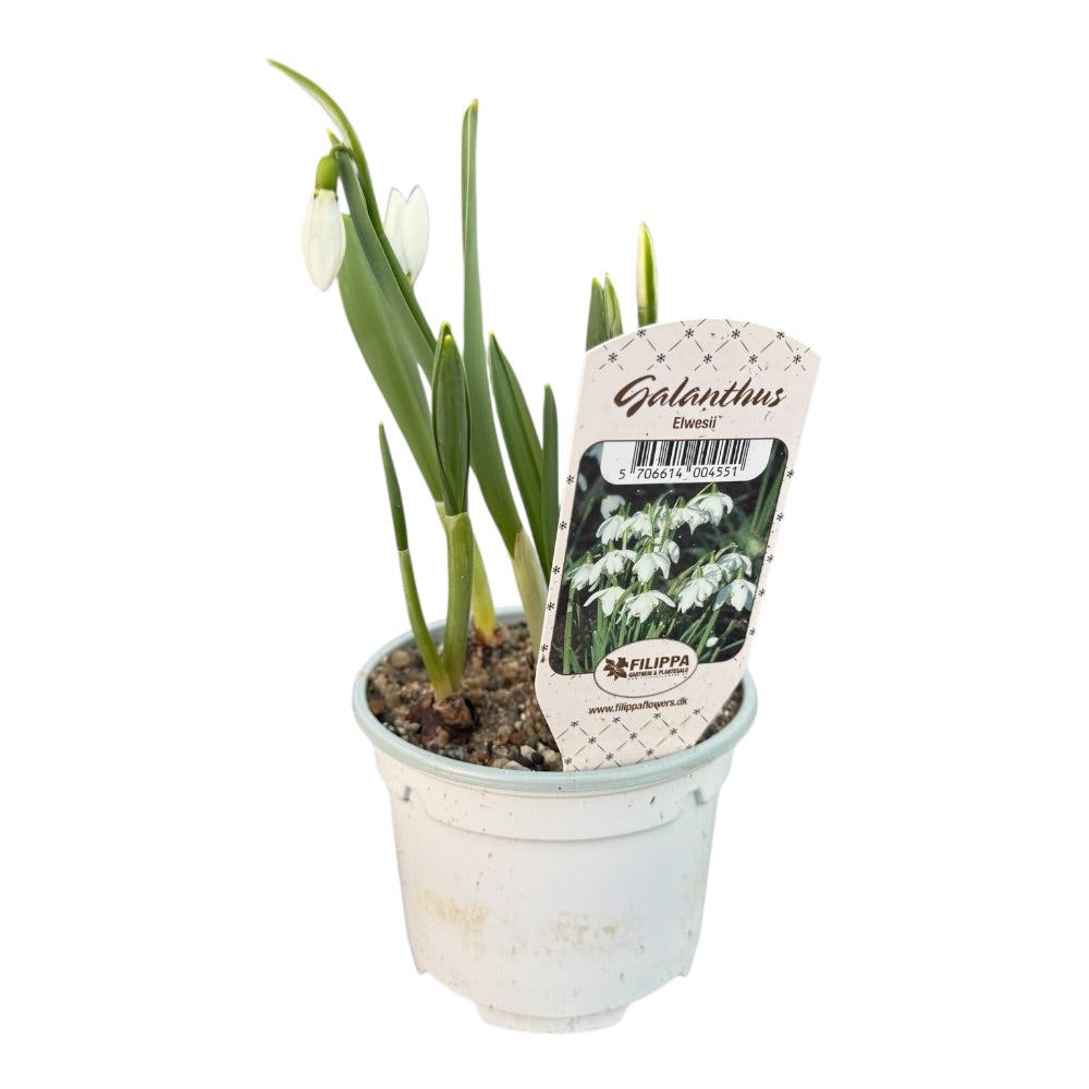 Vintergæk Galanthus Elwesii - 9 cm. Potte