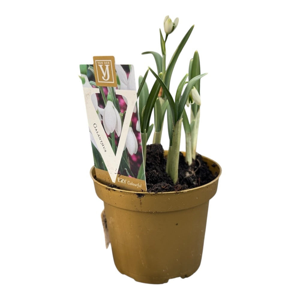 Vintergæk, GALANTHUS NIVALIS - i potte