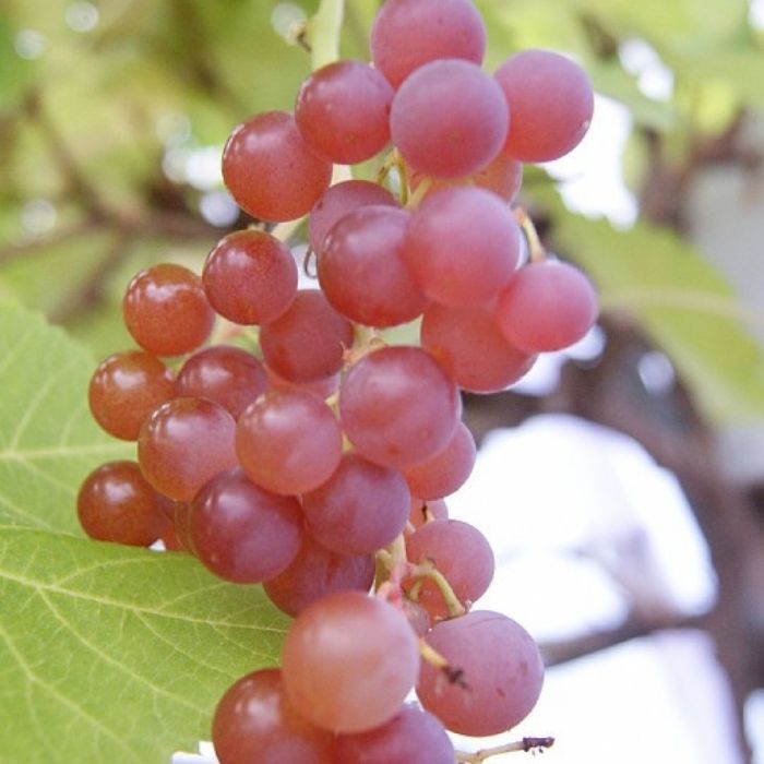 Vindrue (Kerneløs), Vitis 'Suffolk Red' - 3L potte