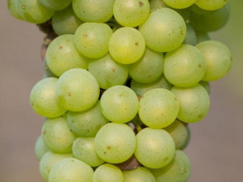 Vinplante Vitis Interlaken Seedless i 5 L potte til haven.